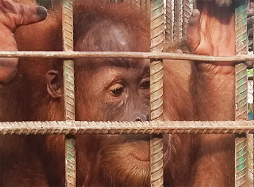 Scorpion Requests Minister Siti Nurbaya Bakar Helps Saving Orangutan in Kasang Kulim Wildlife Park, Sumatra (September 23, 2016)